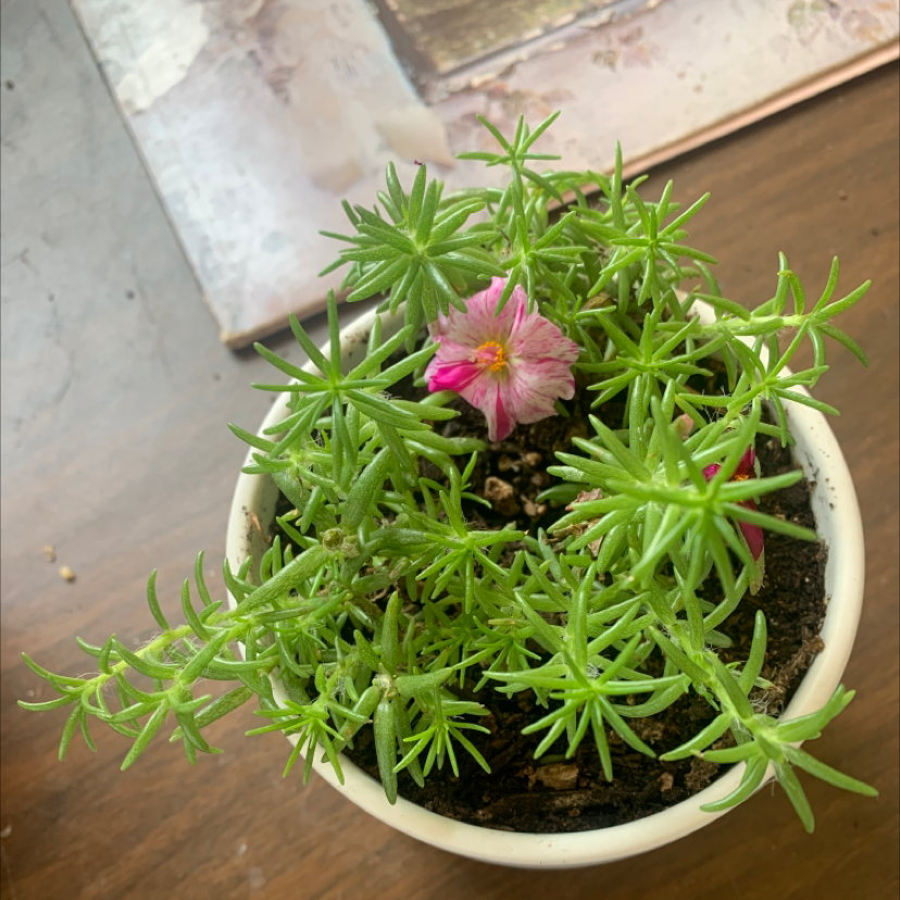 Healthy potted moss rose purslane plant with lush green foliage and vibrant pink flower, well-framed on rustic wood background.