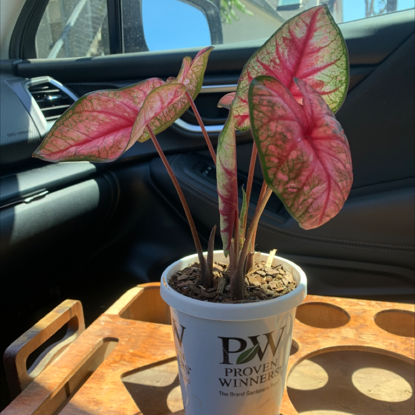 Healthy Caladium 'Heart of Jesus' plant with pink and green variegated leaves in a white pot labeled 'Proven Winners'.