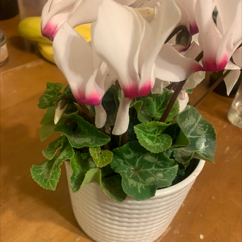 How Can You Tell If A Cyclamen Is Dying?