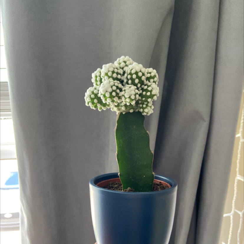 Photo of the plant species Thimble Cactus by @alexaterry named Delilah on Greg, the plant care app
