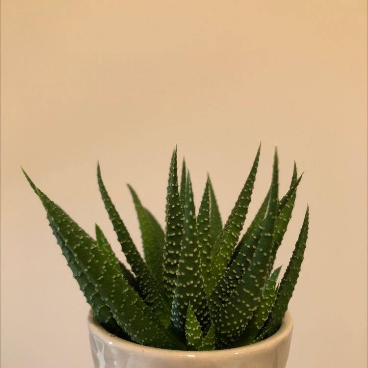 Zebra Plant plant photo by Emily named sparky on Greg, the plant care app.