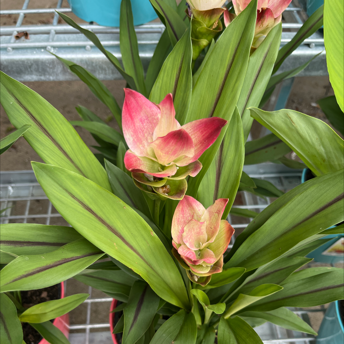 Siam tulip plant with green leaves and pink flowers, well-framed and in focus.