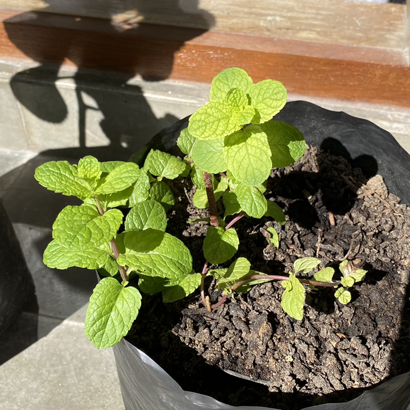 Chocolate Mint plant in a black plastic pot with healthy green leaves and visible soil.
