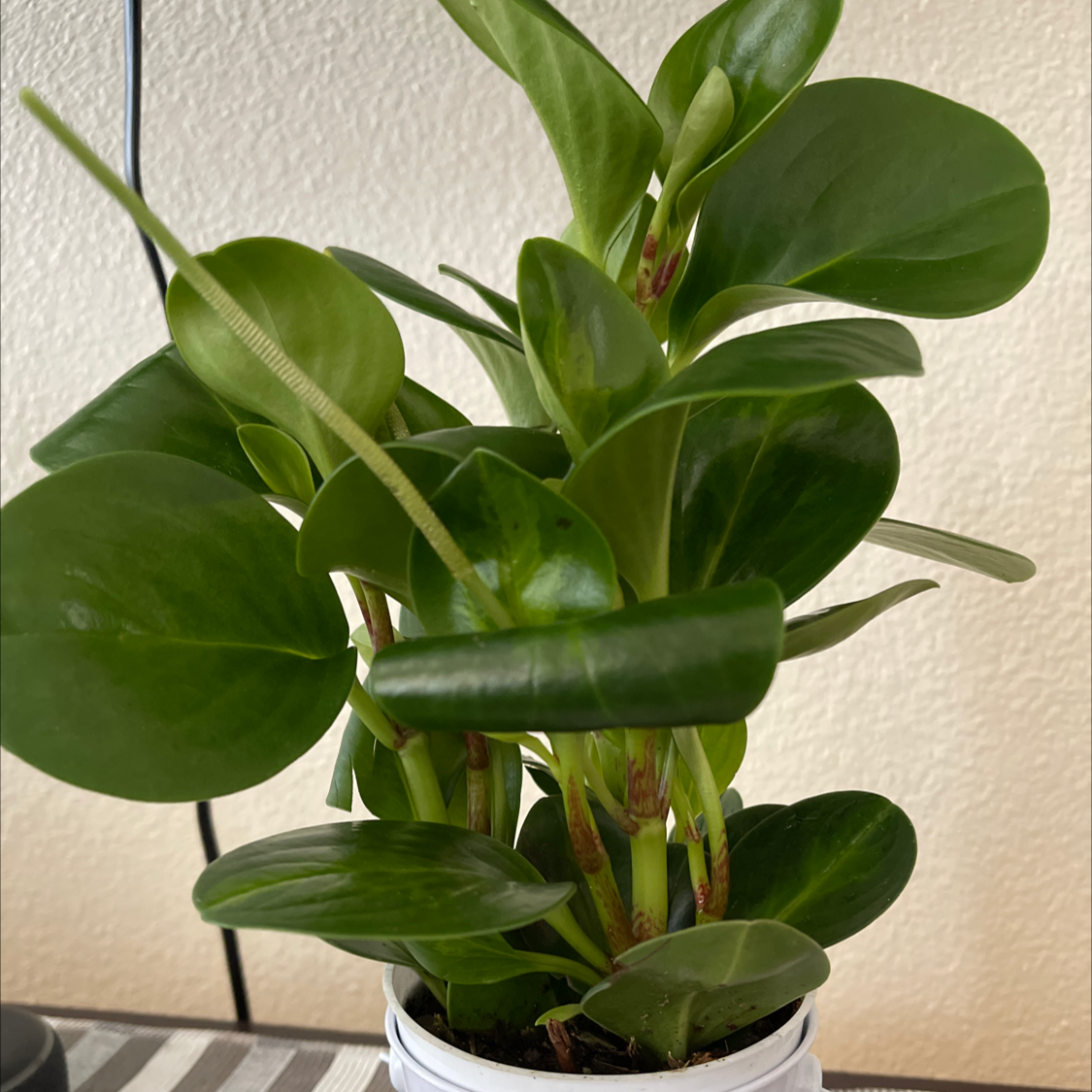 Baby Rubber Plant plant photo by @MreenaV named Beefy on Greg, the plant care app.