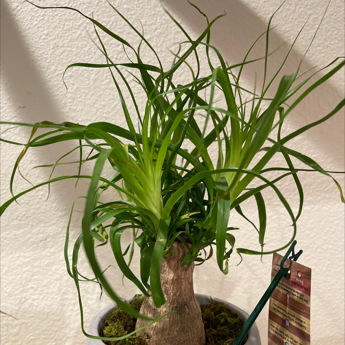 Ponytail Palm plant photo by @MreenaV named Demi on Greg, the plant care app.