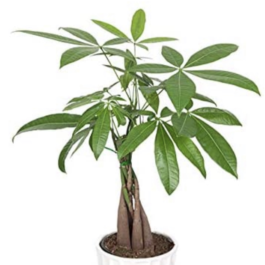 Money Tree plant photo by @MreenaV named Tree Diddy on Greg, the plant care app.