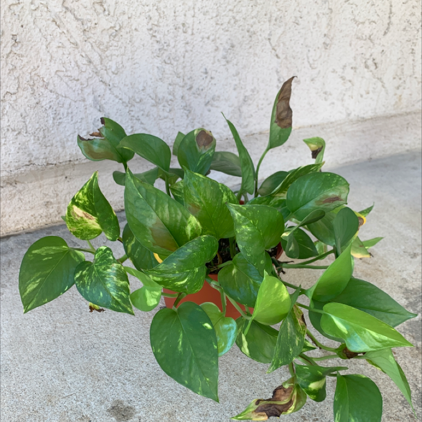 Taro Vine plant photo by @Sosooasis named Montana on Greg, the plant care app.