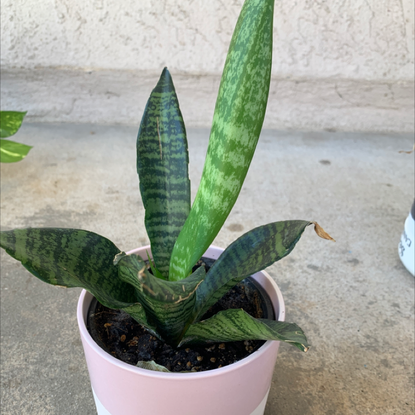 Snake Plant plant photo by @Sosooasis named Ali on Greg, the plant care app.