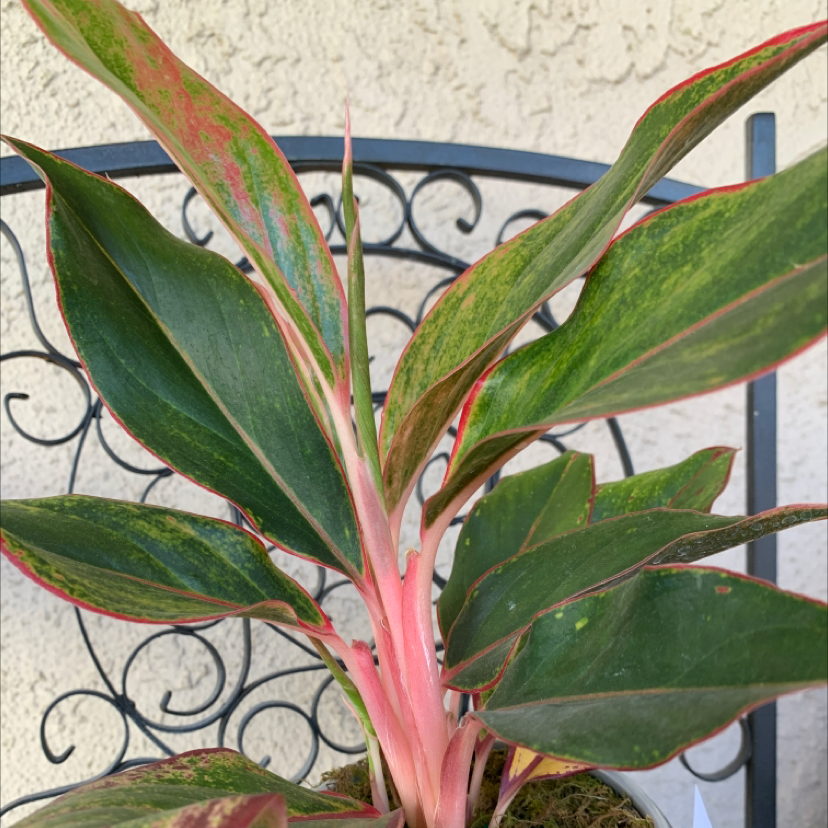 Chinese Evergreen plant photo by @Sosooasis named Marley on Greg, the plant care app.