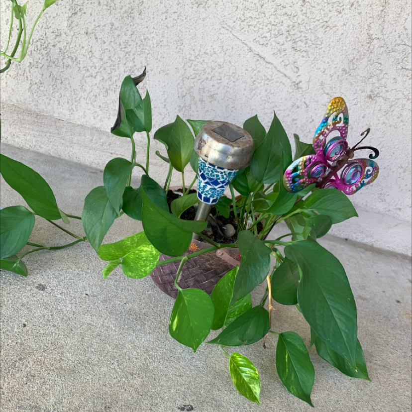 Taro Vine plant photo by @Sosooasis named Billie on Greg, the plant care app.
