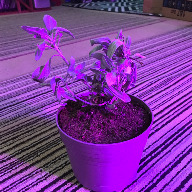 Purple Heart plant photo by Michael named California White Sage plant on Greg, the plant care app.