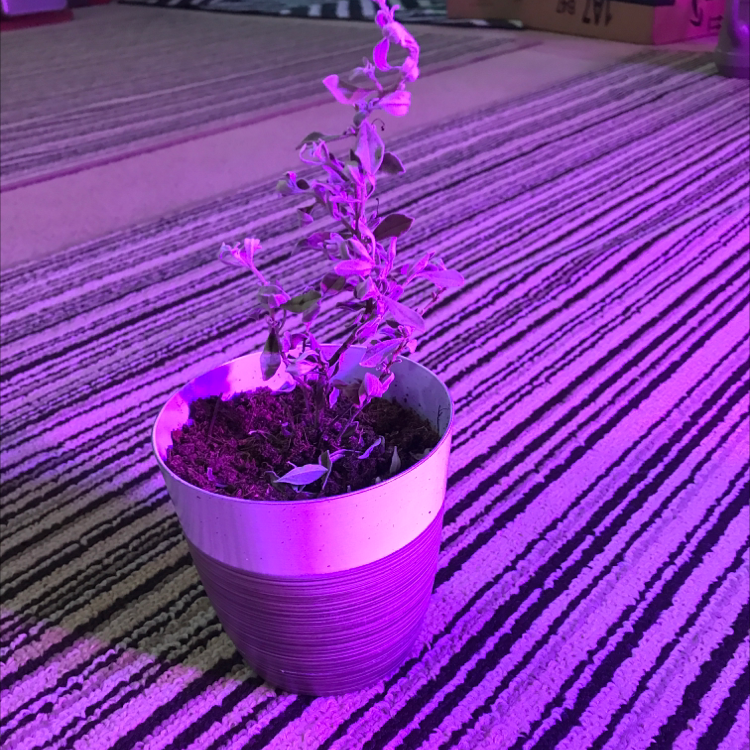 Herbst's Bloodleaf plant photo by Michael named Texas White Sage plant on Greg, the plant care app.