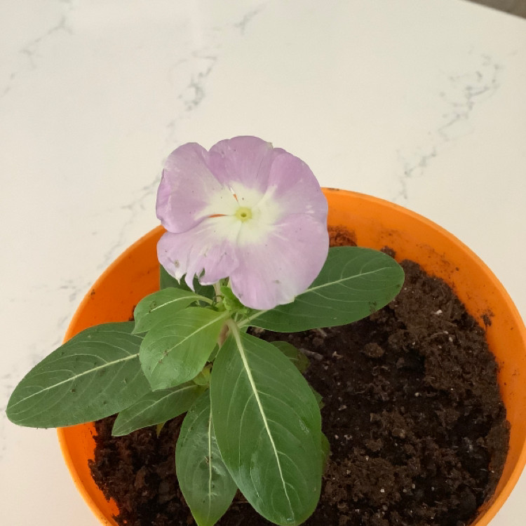 A Bright Eyes plant in an orange pot with a purple flower and healthy green leaves.