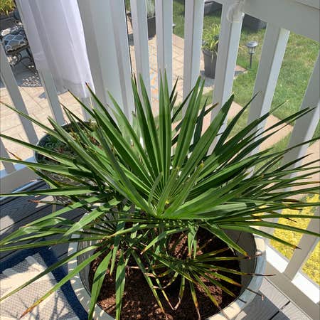 Photo of the plant species Chinese Windmill Palm by Carlene named Your plant on Greg, the plant care app