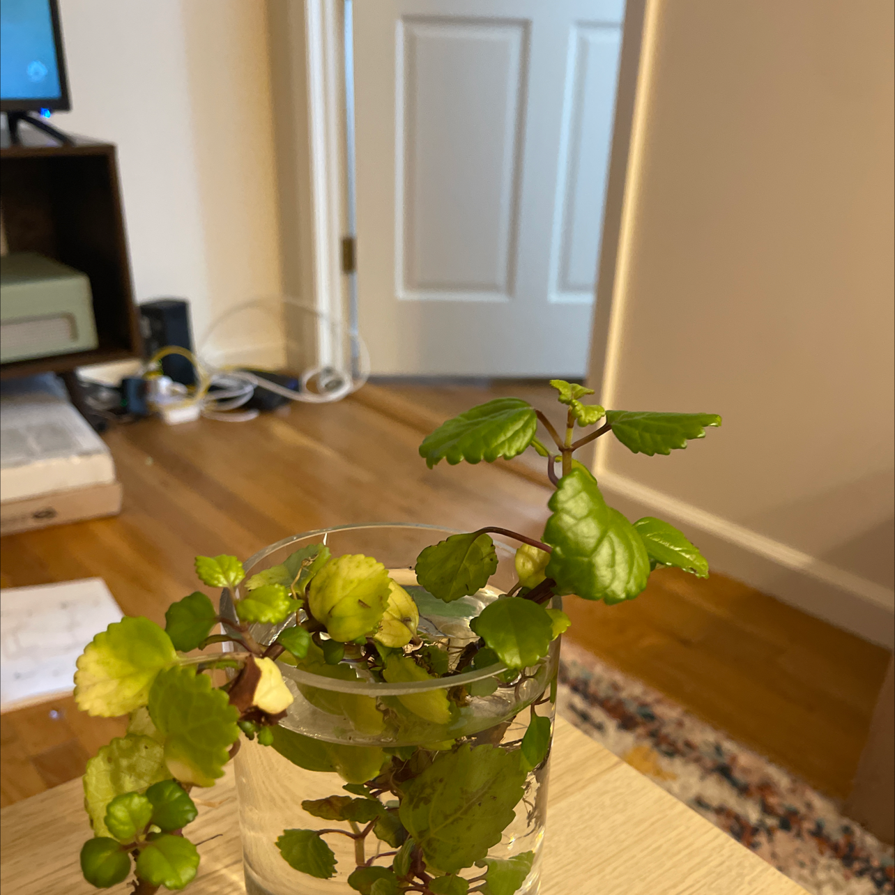 Photo of the plant species Swedish Ivy by @Livnola named Greg on Greg, the plant care app