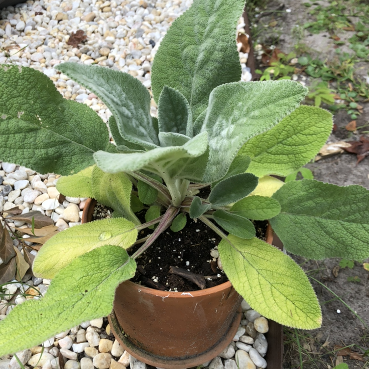 Potted Lamb's Ear plant with some yellowing leaves, visible soil, and well-framed.