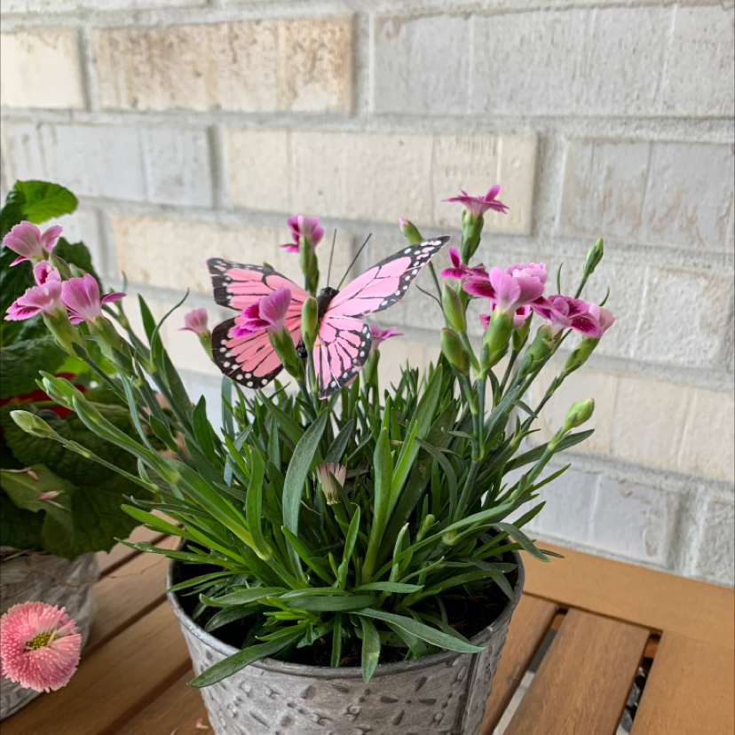 Potted Border Carnation with pink flowers and a decorative butterfly.