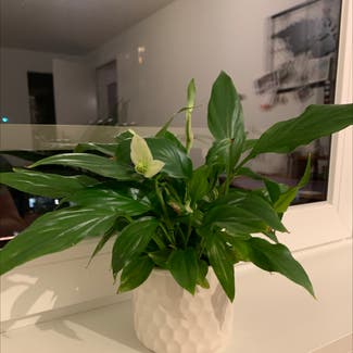 Peace Lily plant in Liebefeld, Bern