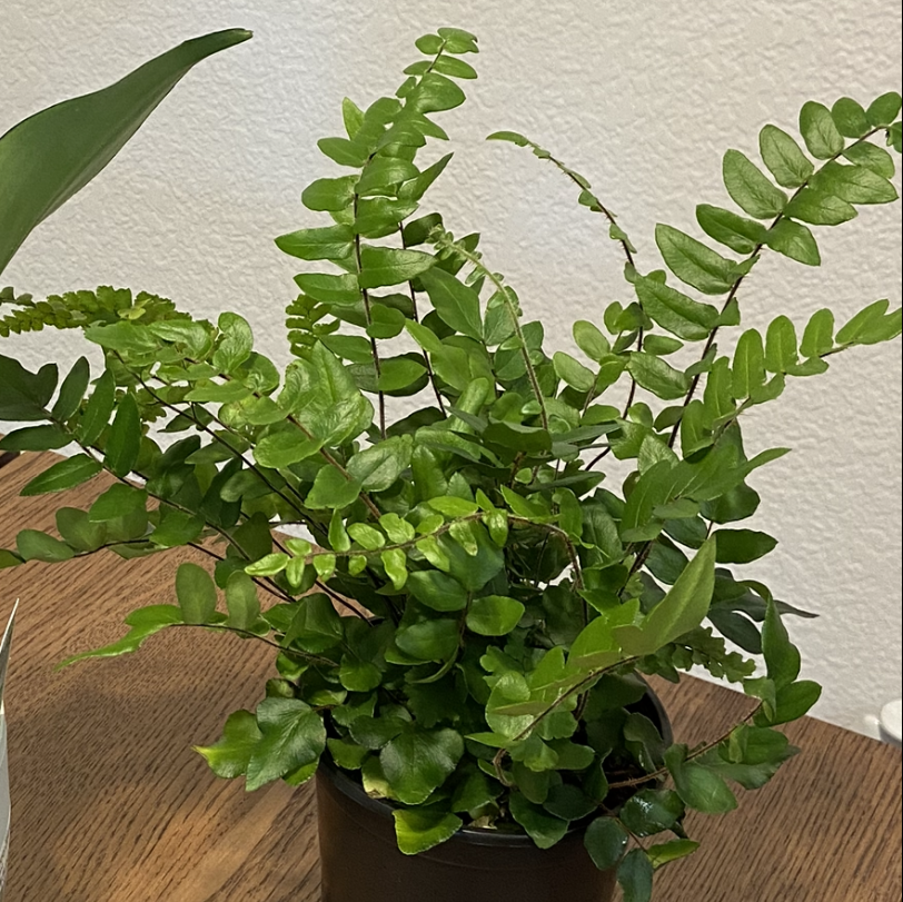 Photo of the plant species Sickle Fern by Amanda named Benton on Greg, the plant care app