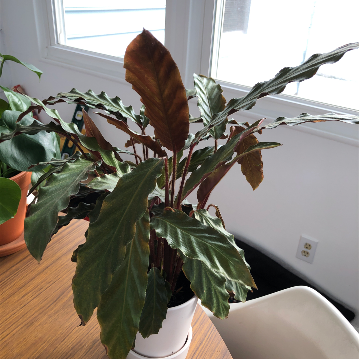 Furry Feather Calathea plant in a white pot with browning leaves, placed on a wooden table.