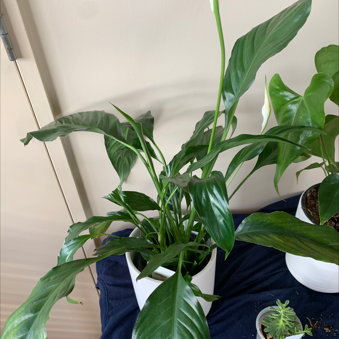Peace Lily plant photo by Lucy named Lily on Greg, the plant care app.