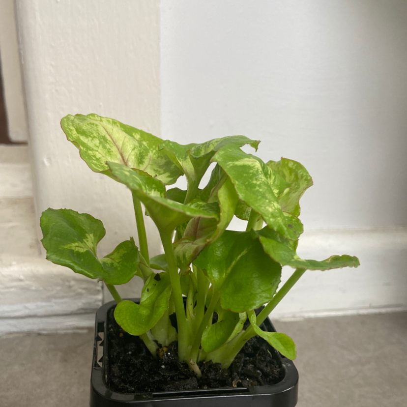 Photo of the plant species Syngonium 'Sunshine Speckles' by Jesse named Sunshine on Greg, the plant care app