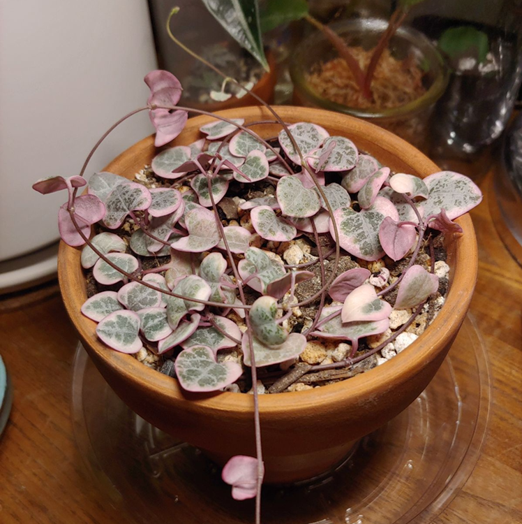 Healthy mature Chain of Hearts plant with plump variegated heart-shaped leaves growing in a terra cotta pot.