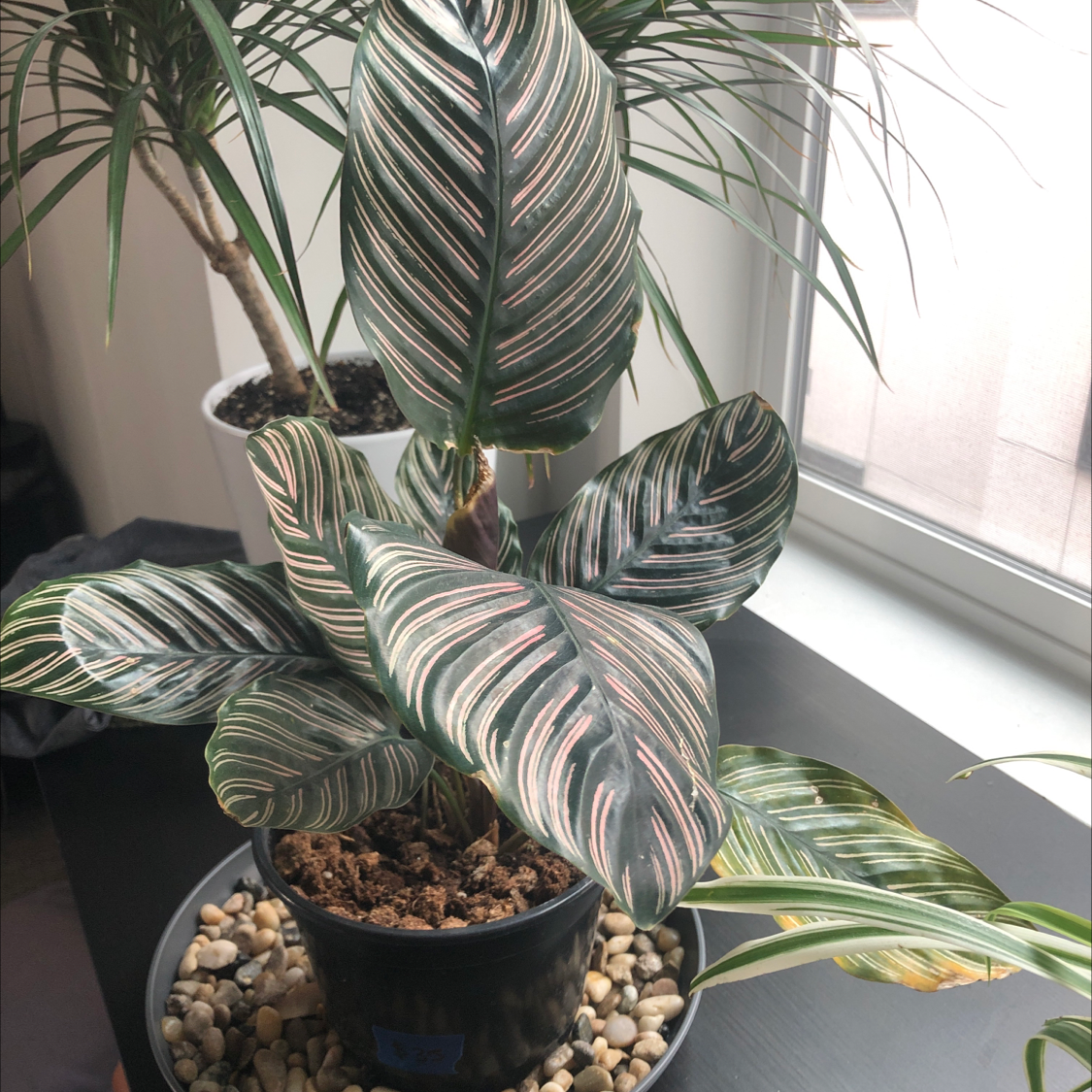 Pinstripe Calathea plant photo by Mary named Khaleafi on Greg, the plant care app.