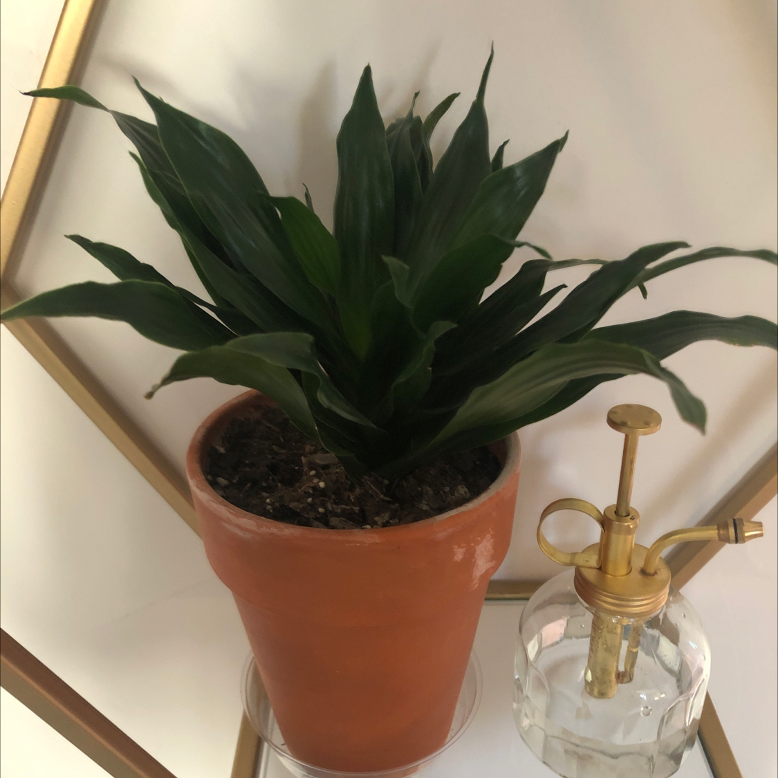 Dracaena 'Janet Craig Compacta' plant in a terracotta pot with a plant mister next to it.