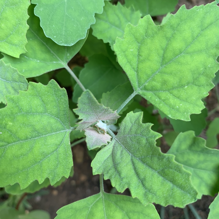 Close-up of a Lateflowering Goosefoot plant with green, serrated leaves.