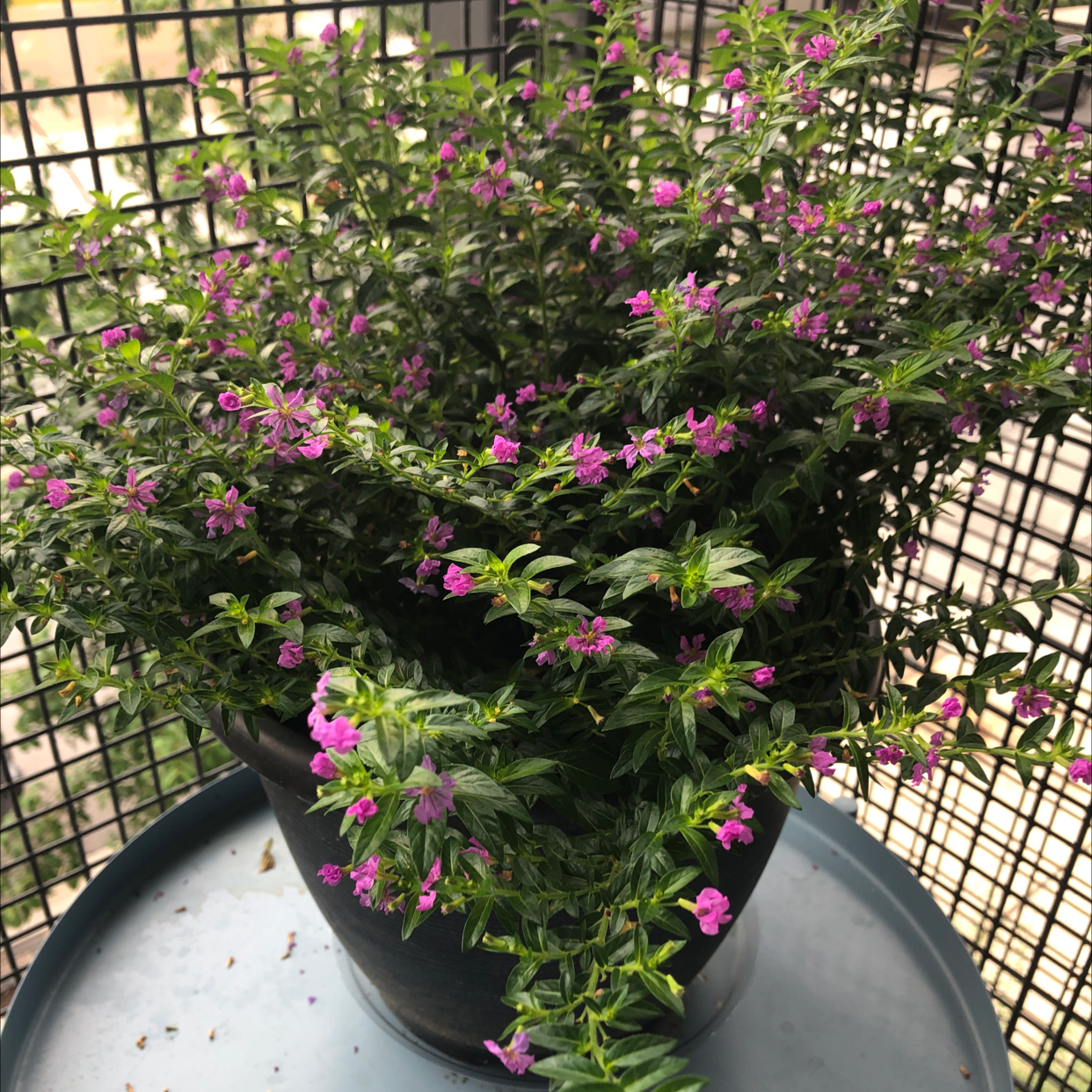 Potted Mexican-Heather plant with small purple flowers and green foliage.