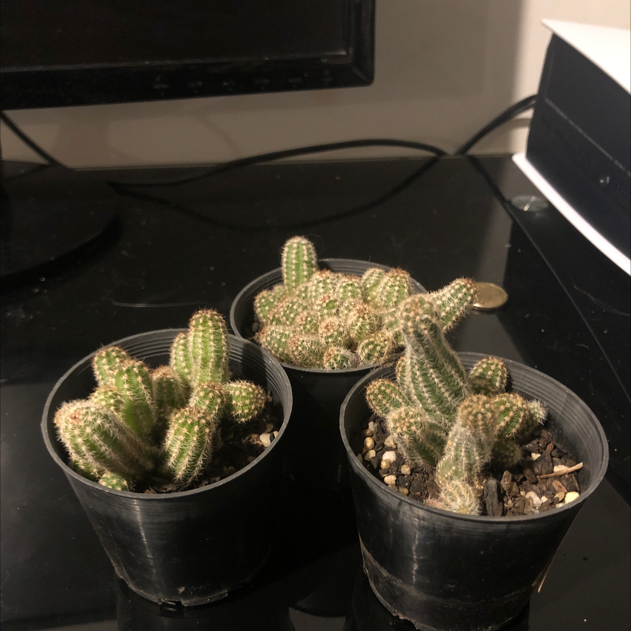 Three small potted Peanut Cactus plants on a dark surface.