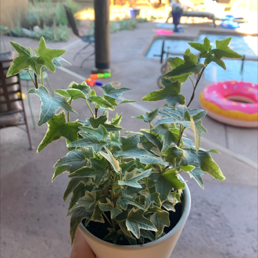 English Ivy plant photo by @emmademing named Mr. Darcy on Greg, the plant care app.