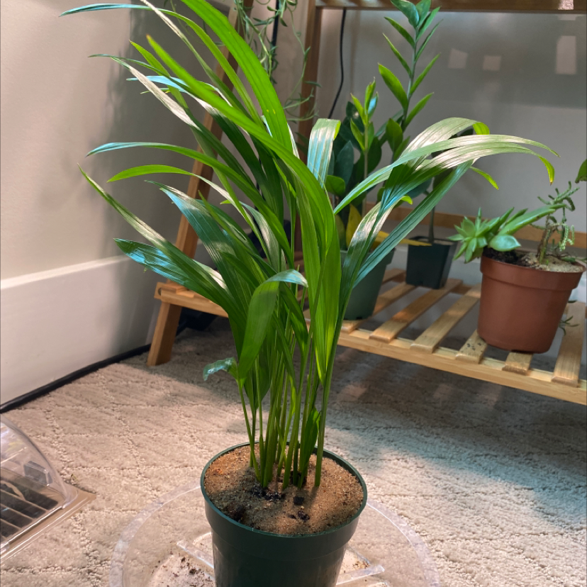A healthy, thriving Areca Palm plant with lush green foliage, potted in a black container and situated on a textured floor mat indoors.