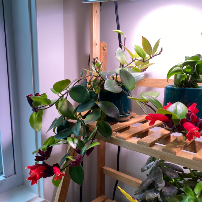 Lipstick Vine plant with red flowers and healthy green leaves on a wooden shelf.