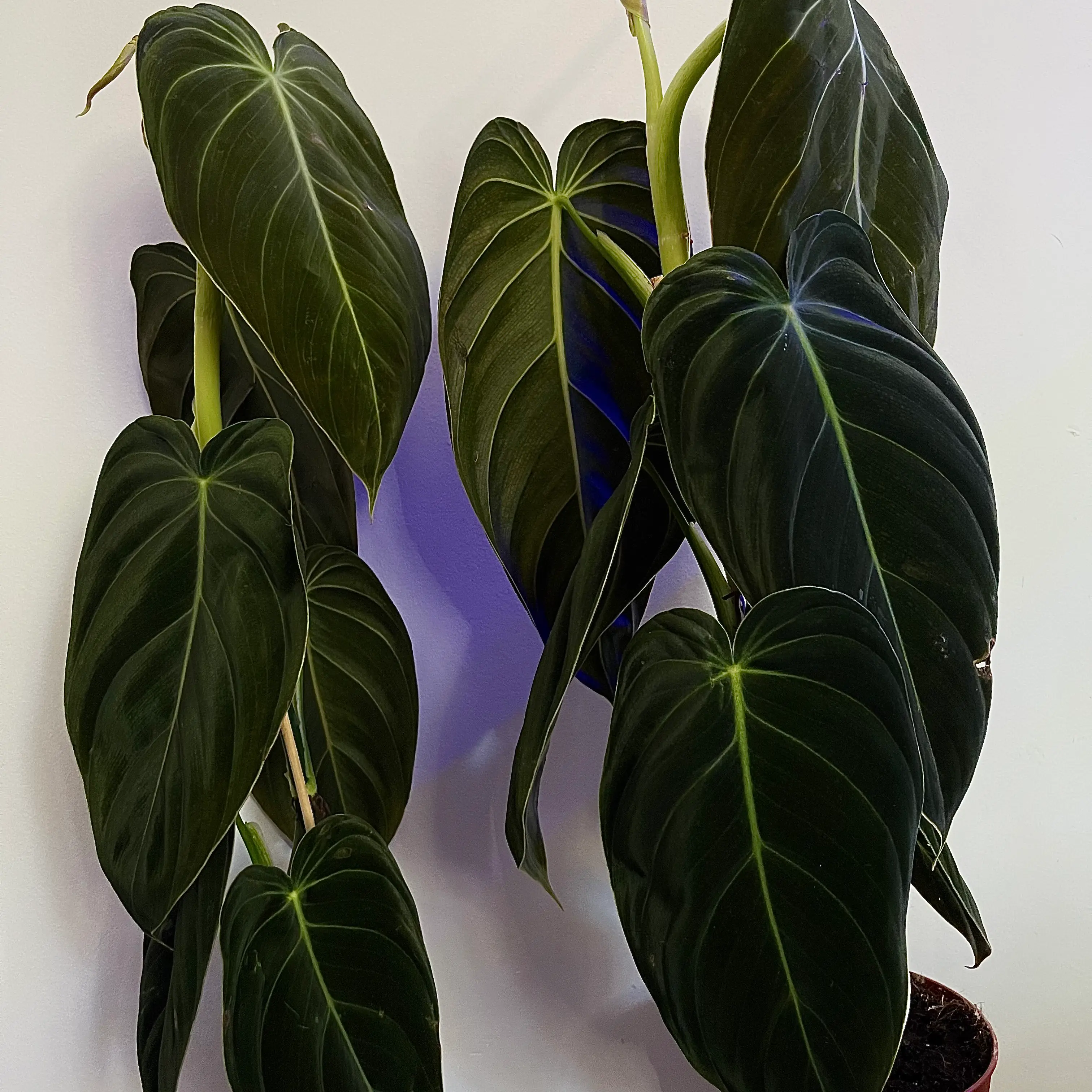 Black Gold Philodendron with dark green, heart-shaped leaves. Soil partially visible.