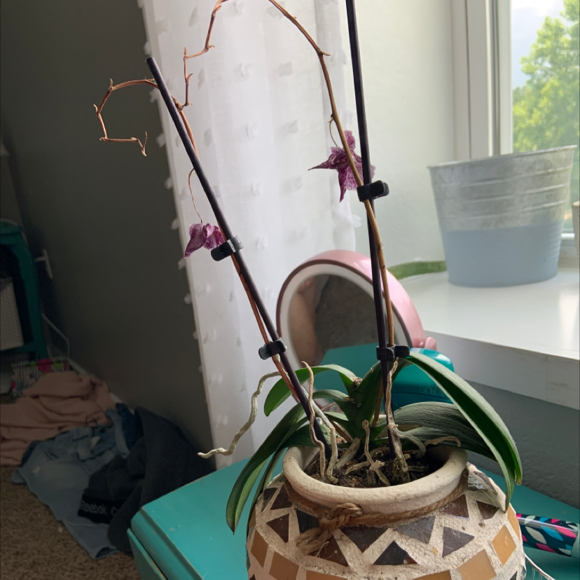 Aphrodite's Phalaenopsis plant photo by @noekylie named ollie on Greg, the plant care app.