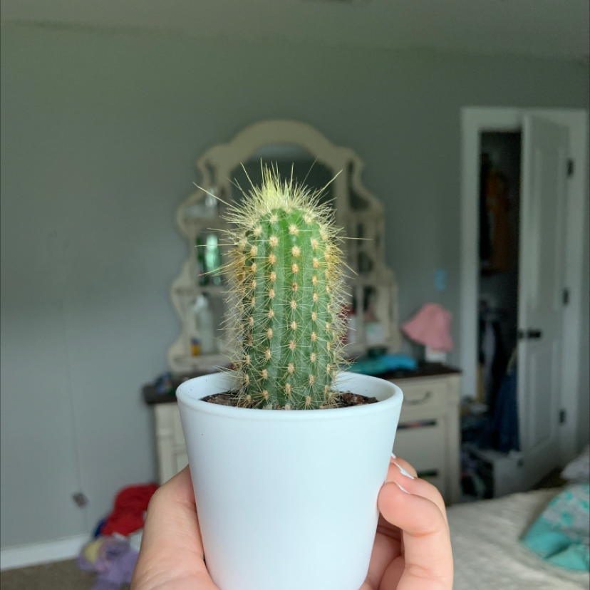 Blue Columnar Cactus plant photo by @noekylie named jerry on Greg, the plant care app.