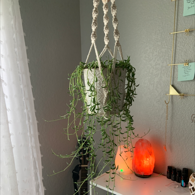 String of Bananas plant photo by @noekylie named bartholomew on Greg, the plant care app.