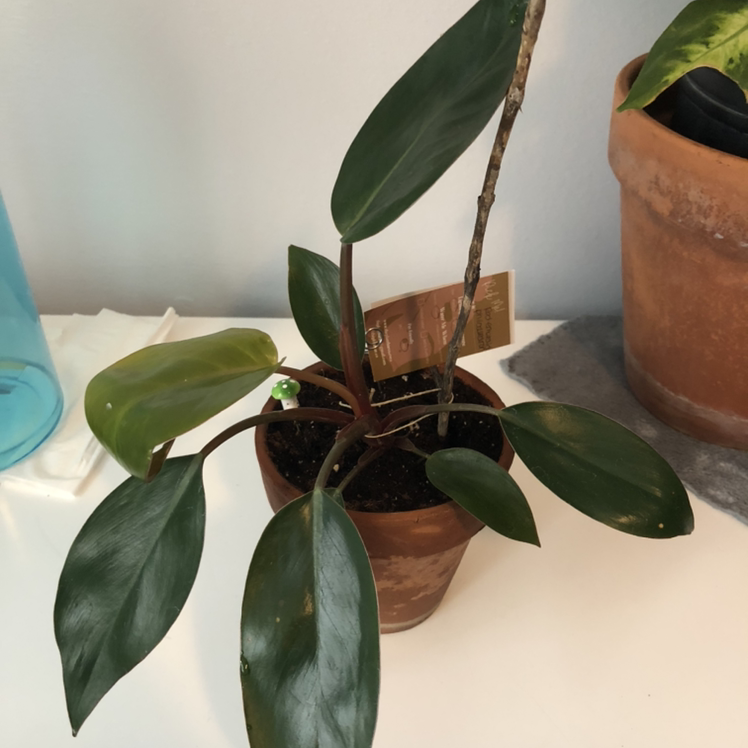 Red Emerald Philodendron in a small pot with mostly green leaves and visible soil.