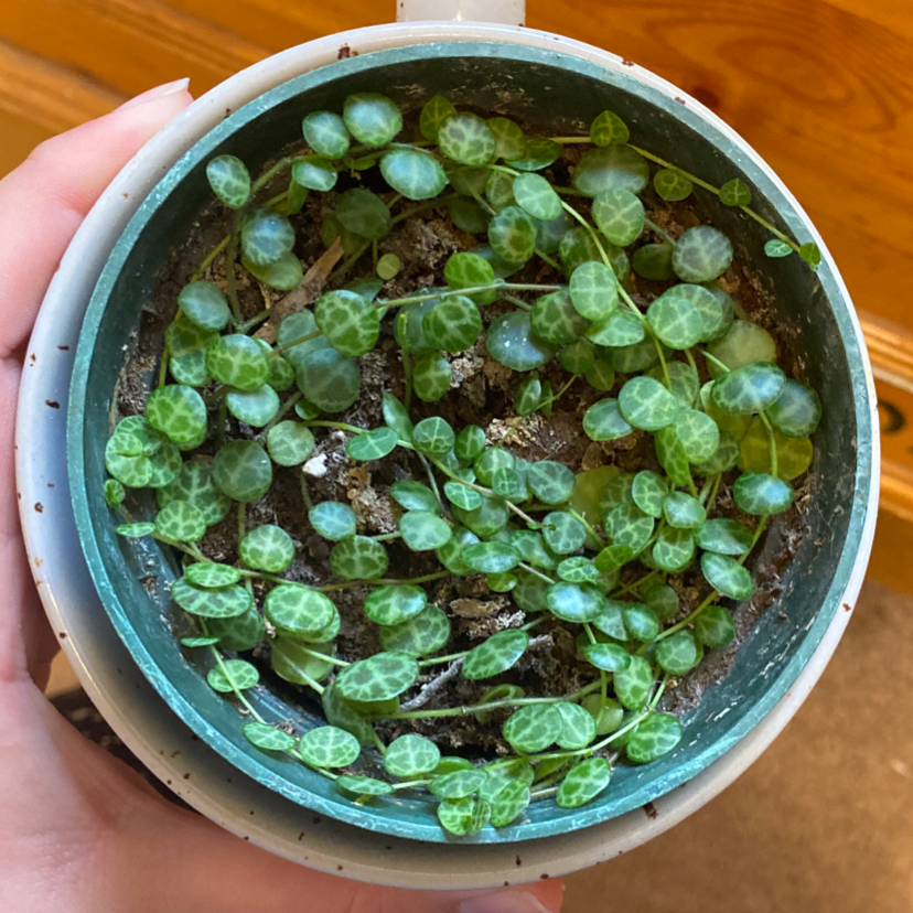 Photo of the plant species String of Needles by @molliemarie47 named Squirt on Greg, the plant care app
