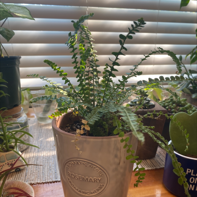 Photo of the plant species Lemon Button Fern by @molliemarie47 named Buttons on Greg, the plant care app