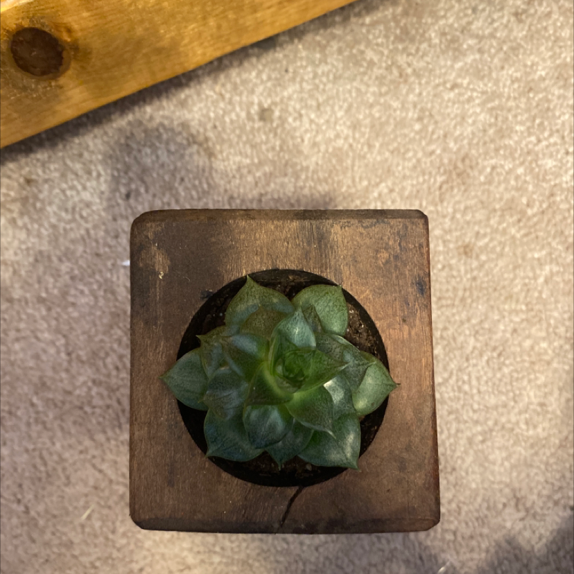 Top view of a healthy Echeveria purpusiorum succulent in a wooden pot.