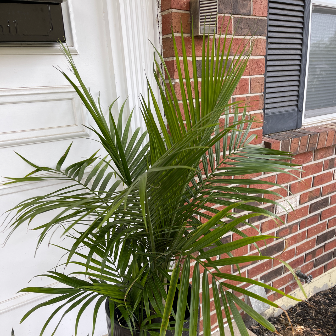 Majesty Palm plant photo by Alyson named Queen Bee on Greg, the plant care app.