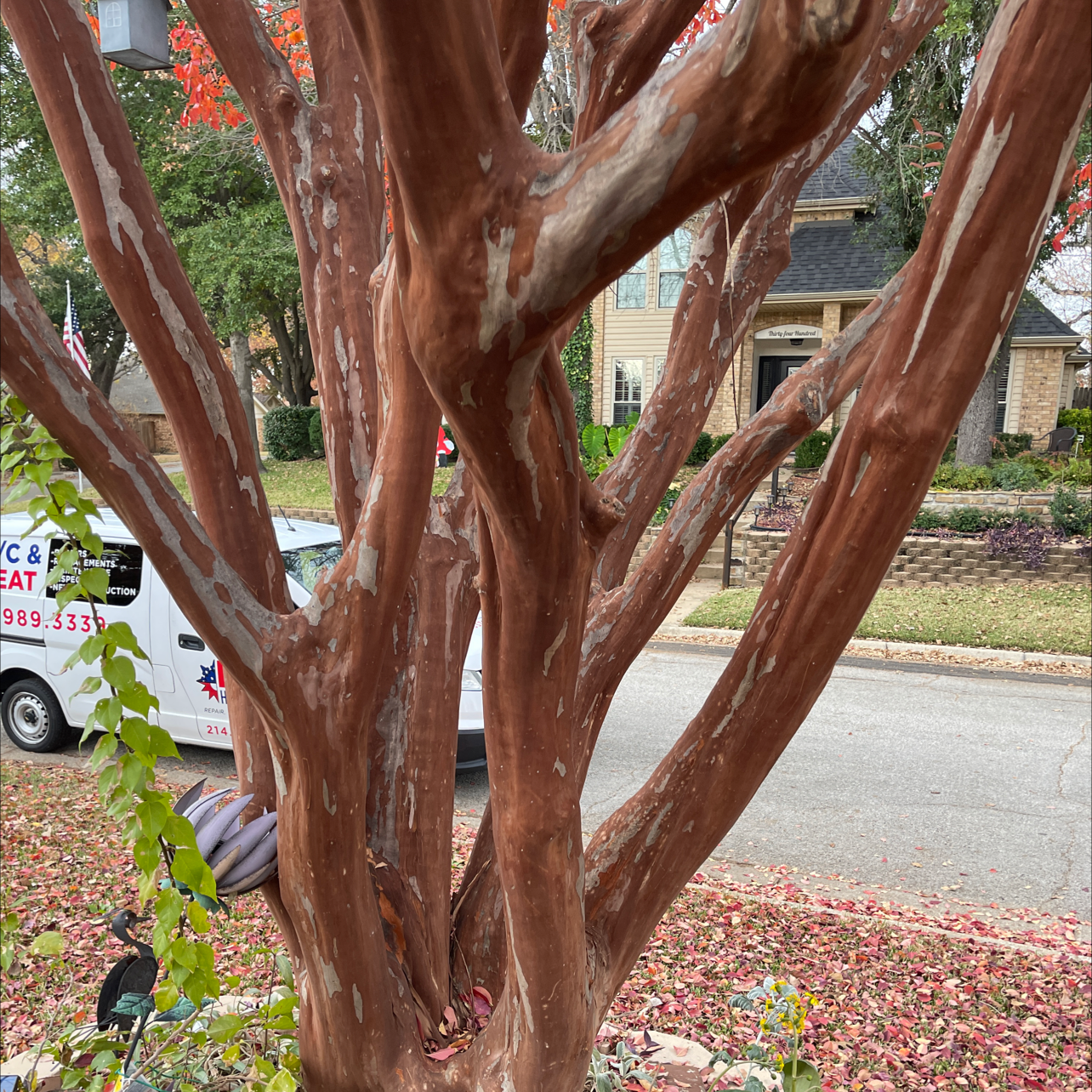 Mature, healthy Cape Myrtle tree with multiple twisted trunks and smooth reddish bark, surrounded by autumn leaves in front of a house.