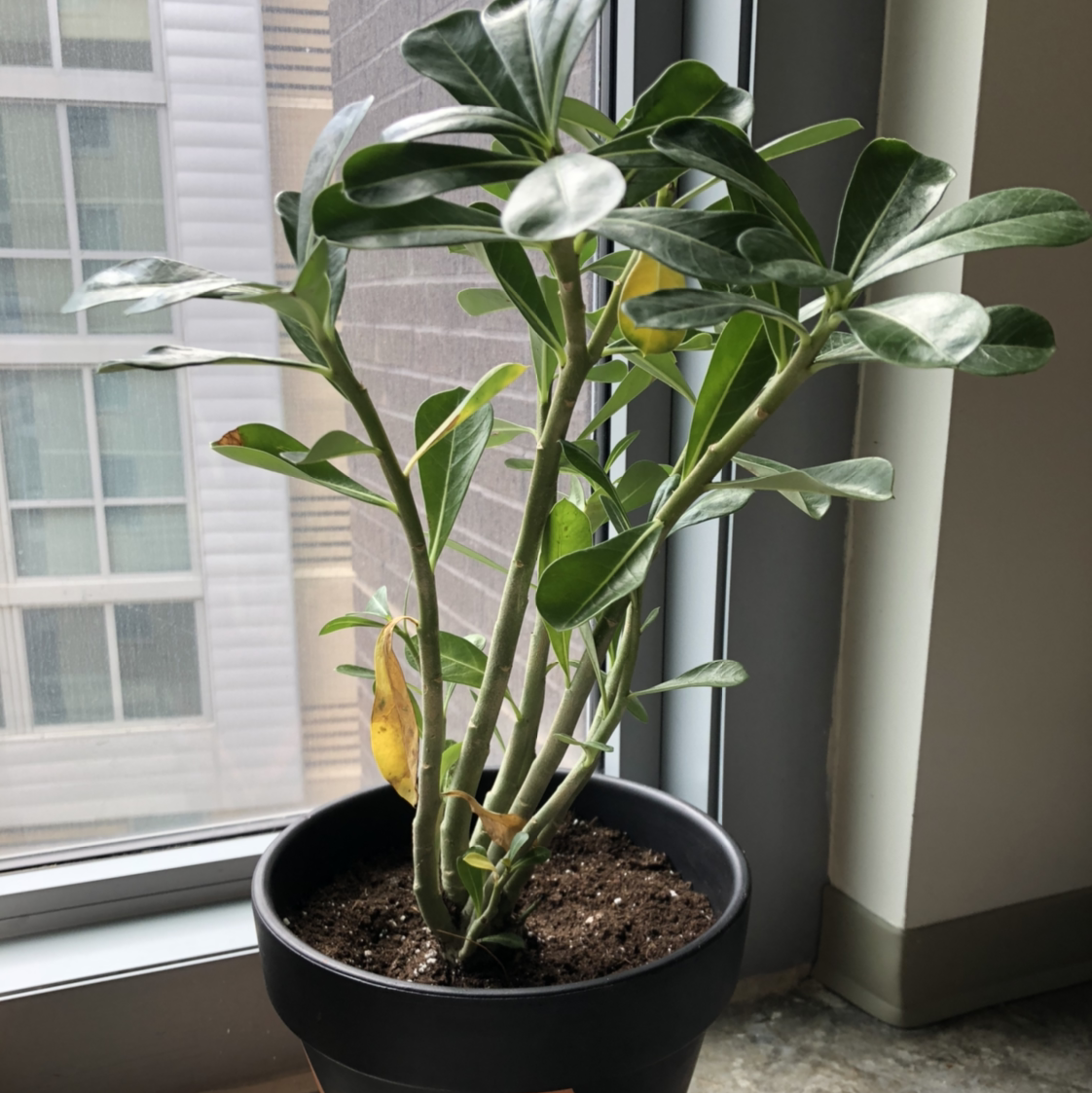 Potted Desert Rose Plant near a window with some yellowing leaves.
