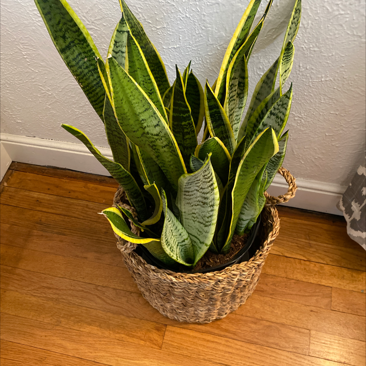 Photo of the plant species Sansevieria 'Lauren' by @hchristine_13 named Kaa on Greg, the plant care app