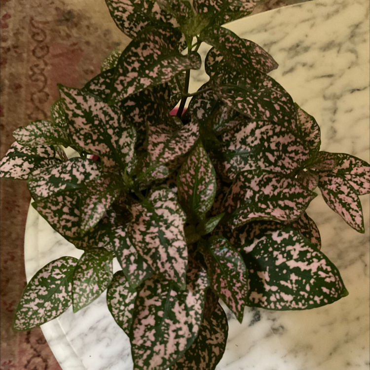 Polka Dot Plant plant photo by @eric named Splash on Greg, the plant care app.