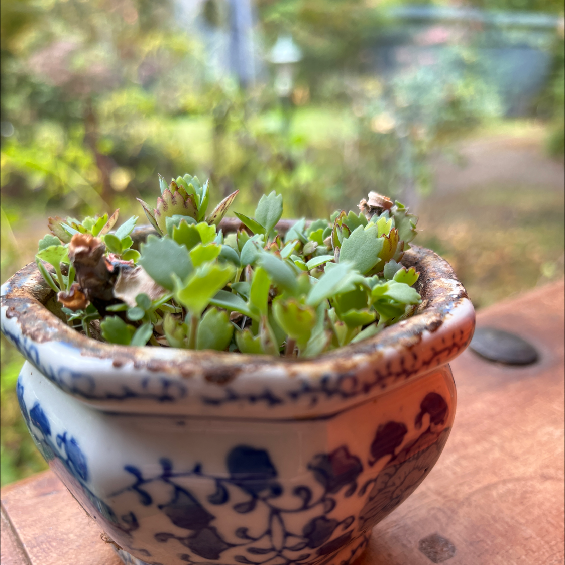 Thriving Kalanchoe succulent with green and red leaves growing in a blue floral ceramic pot outdoors.