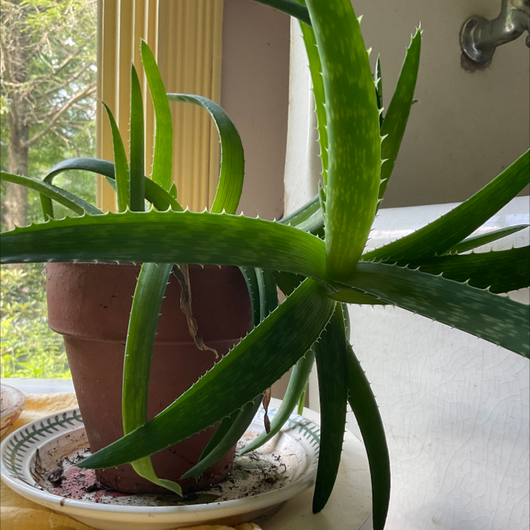 Aloe vera plant photo by @eric named Ally on Greg, the plant care app.
